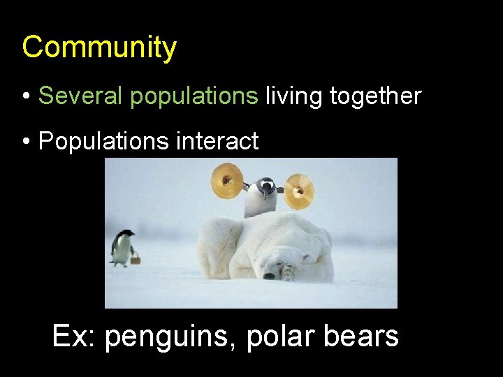 Community • Several populations living together • Populations interact Ex: penguins, polar bears 