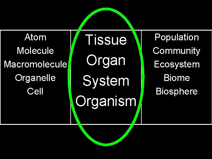 Atom Molecule Macromolecule Organelle Cell Tissue Organ System Organism Population Community Ecosystem Biome Biosphere