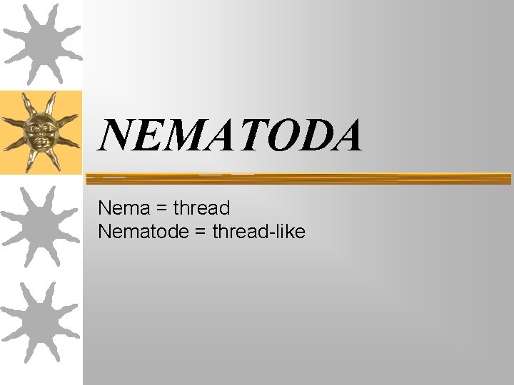 NEMATODA Nema = thread Nematode = thread-like NEMATODA Nema = thread Nematode = thread-like