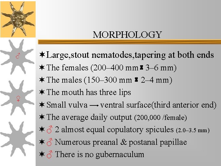 MORPHOLOGY ♂ ♀ ¬Large, stout nematodes, tapering at both ends ¬ The females (200– MORPHOLOGY ♂ ♀ ¬Large, stout nematodes, tapering at both ends ¬ The females (200–