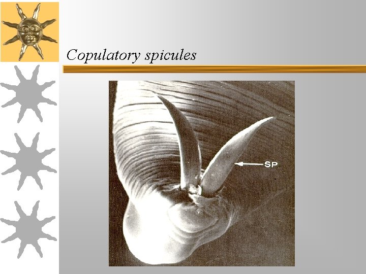 Copulatory spicules Copulatory spicules