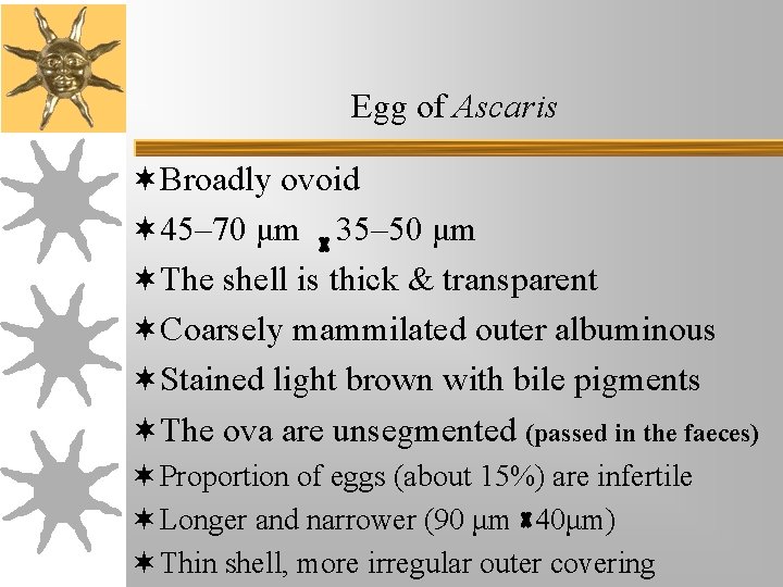 Egg of Ascaris ¬Broadly ovoid ¬ 45– 70 μm 35– 50 μm ¬The shell Egg of Ascaris ¬Broadly ovoid ¬ 45– 70 μm 35– 50 μm ¬The shell