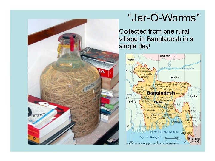 “Jar-O-Worms” Collected from one rural village in Bangladesh in a single day! “Jar-O-Worms” Collected from one rural village in Bangladesh in a single day!