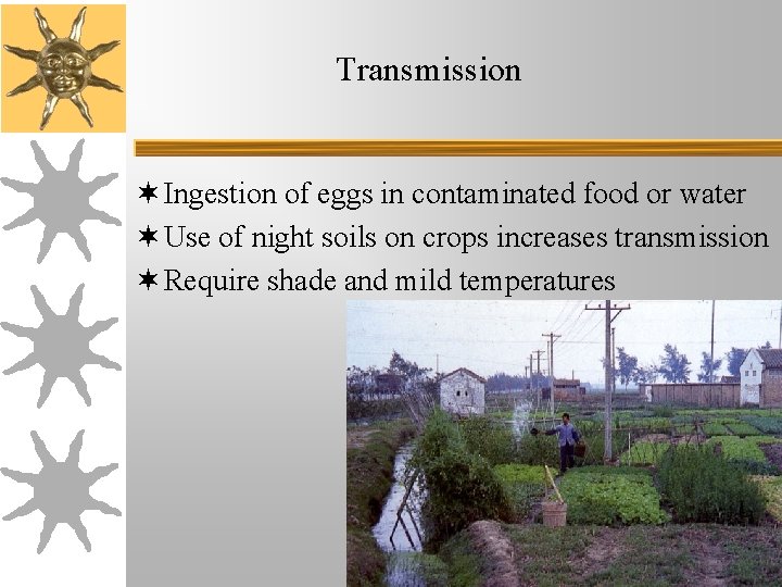 Transmission ¬ Ingestion of eggs in contaminated food or water ¬ Use of night Transmission ¬ Ingestion of eggs in contaminated food or water ¬ Use of night