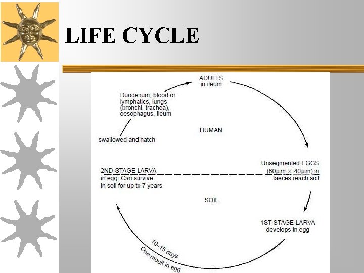 LIFE CYCLE LIFE CYCLE