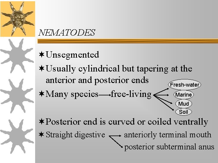 NEMATODES ¬Unsegmented ¬Usually cylindrical but tapering at the anterior and posterior ends Fresh-water Marine NEMATODES ¬Unsegmented ¬Usually cylindrical but tapering at the anterior and posterior ends Fresh-water Marine