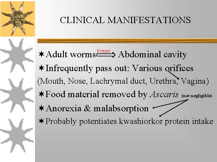 CLINICAL MANIFESTATIONS ¬Adult worms Abdominal cavity ¬Infrequently pass out: Various orifices Ectopic (Mouth, Nose, CLINICAL MANIFESTATIONS ¬Adult worms Abdominal cavity ¬Infrequently pass out: Various orifices Ectopic (Mouth, Nose,