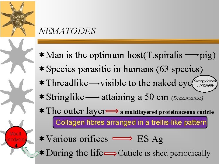 NEMATODES ¬Man is the optimum host(T. spiralis pig) ¬Species parasitic in humans (63 species) NEMATODES ¬Man is the optimum host(T. spiralis pig) ¬Species parasitic in humans (63 species)