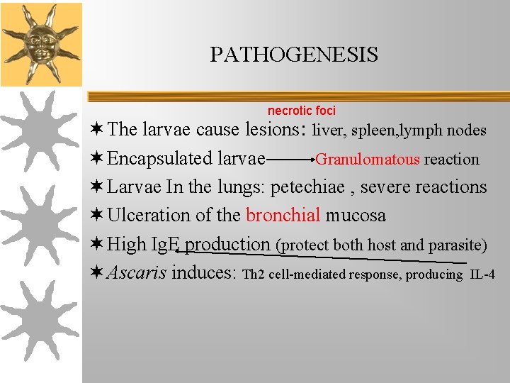 PATHOGENESIS necrotic foci ¬ The larvae cause lesions: liver, spleen, lymph nodes ¬ Encapsulated PATHOGENESIS necrotic foci ¬ The larvae cause lesions: liver, spleen, lymph nodes ¬ Encapsulated