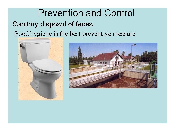 Prevention and Control Sanitary disposal of feces Good hygiene is the best preventive measure Prevention and Control Sanitary disposal of feces Good hygiene is the best preventive measure