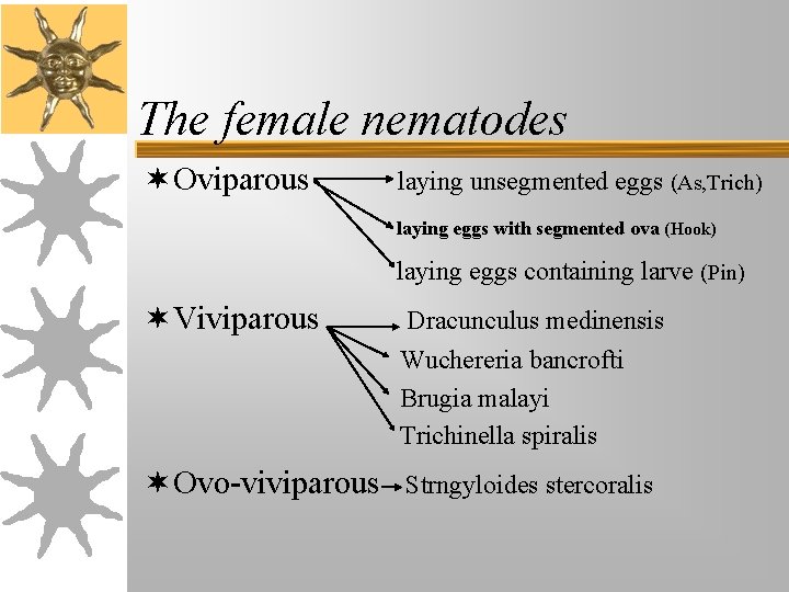 The female nematodes ¬ Oviparous laying unsegmented eggs (As, Trich) laying eggs with segmented The female nematodes ¬ Oviparous laying unsegmented eggs (As, Trich) laying eggs with segmented