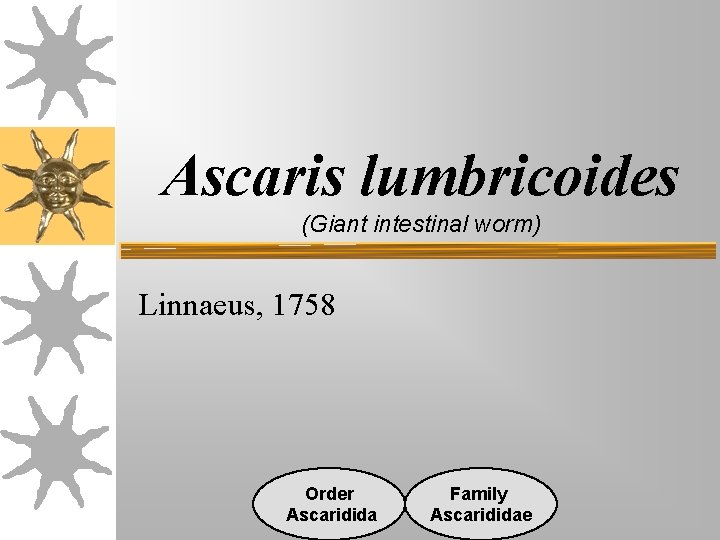 Ascaris lumbricoides (Giant intestinal worm) Linnaeus, 1758 Order Ascaridida Family Ascarididae Ascaris lumbricoides (Giant intestinal worm) Linnaeus, 1758 Order Ascaridida Family Ascarididae