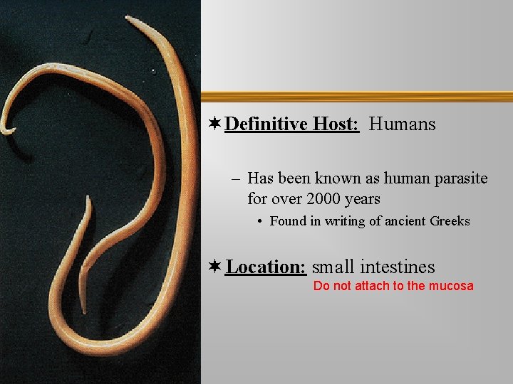 ¬ Definitive Host: Humans – Has been known as human parasite for over 2000 ¬ Definitive Host: Humans – Has been known as human parasite for over 2000