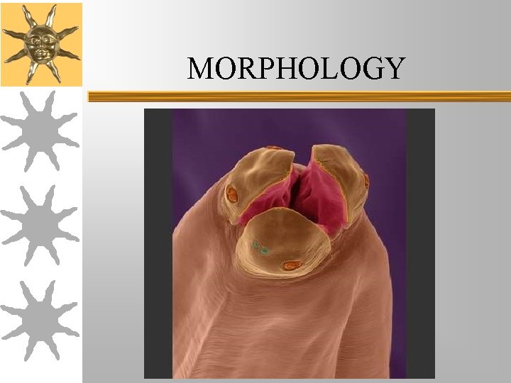 MORPHOLOGY MORPHOLOGY
