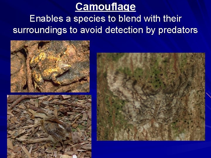 Camouflage Enables a species to blend with their surroundings to avoid detection by predators