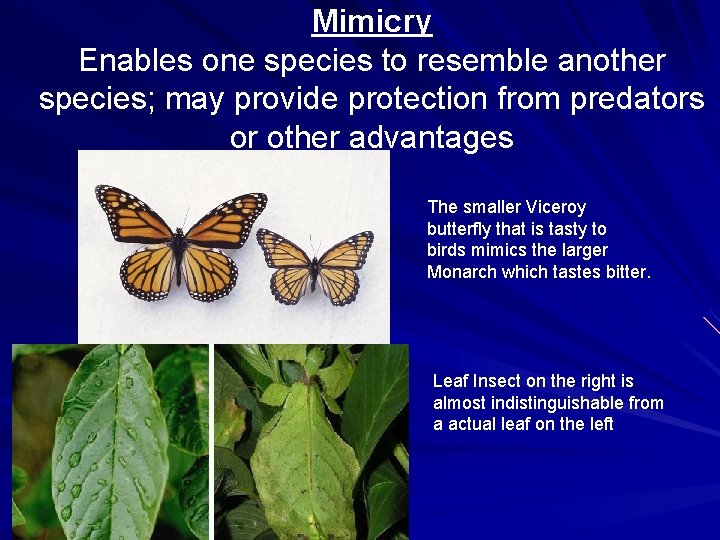 Mimicry Enables one species to resemble another species; may provide protection from predators or