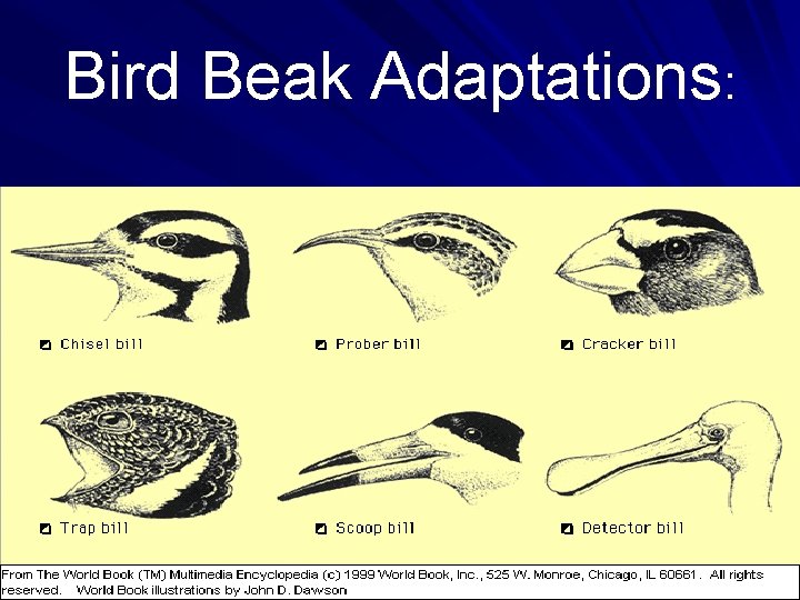 Bird Beak Adaptations: 