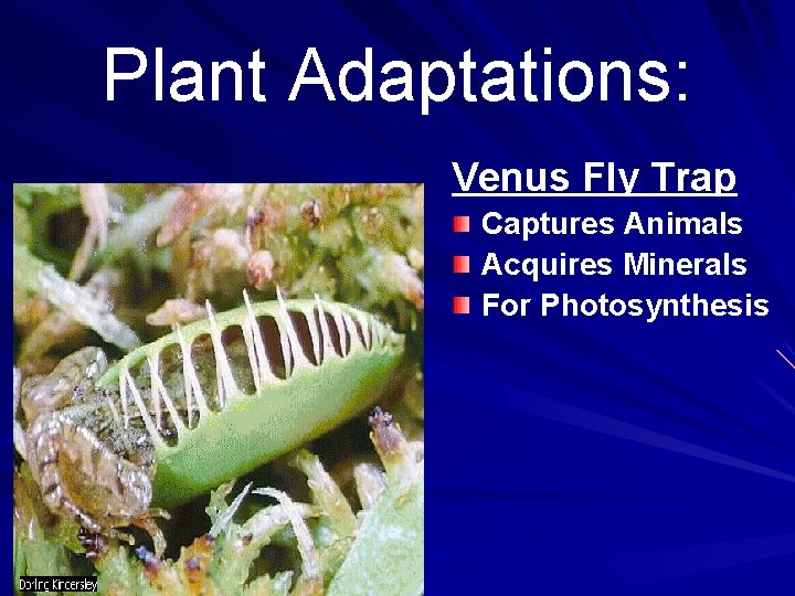 Plant Adaptations: Venus Fly Trap Captures Animals Acquires Minerals For Photosynthesis 