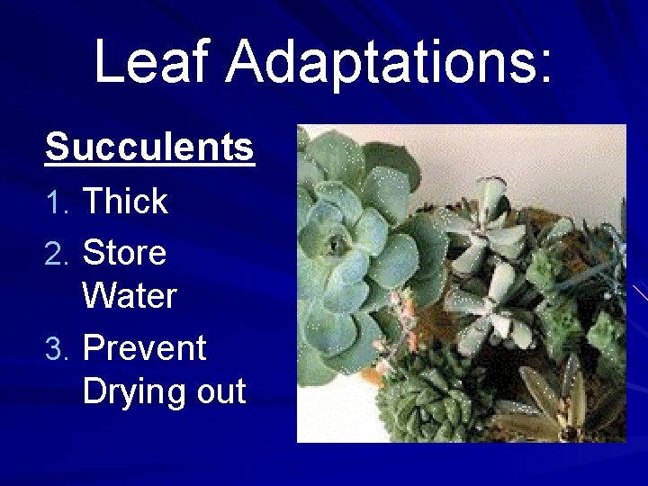 Leaf Adaptations: Succulents 1. Thick 2. Store Water 3. Prevent Drying out 