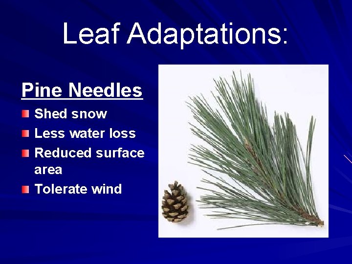 Leaf Adaptations: Pine Needles Shed snow Less water loss Reduced surface area Tolerate wind
