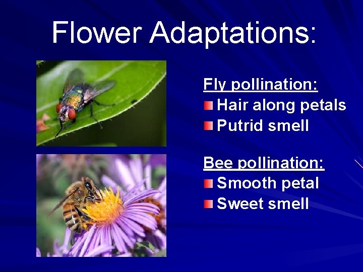 Flower Adaptations: Fly pollination: Hair along petals Putrid smell Bee pollination: Smooth petal Sweet