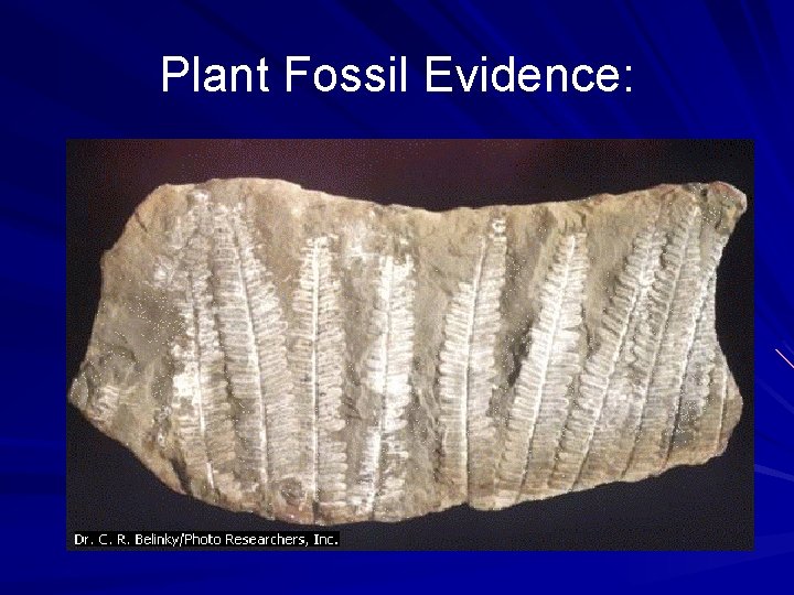 Plant Fossil Evidence: 