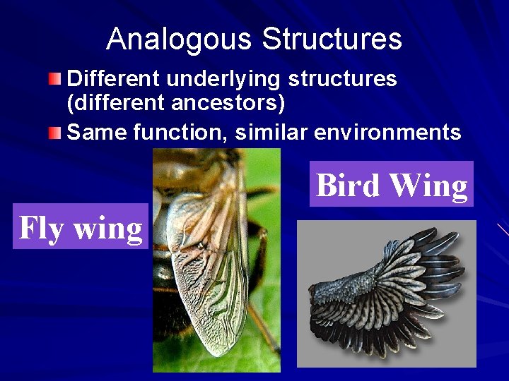 Analogous Structures Different underlying structures (different ancestors) Same function, similar environments Bird Wing Fly