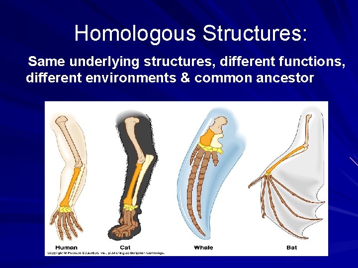 Homologous Structures: Same underlying structures, different functions, different environments & common ancestor 