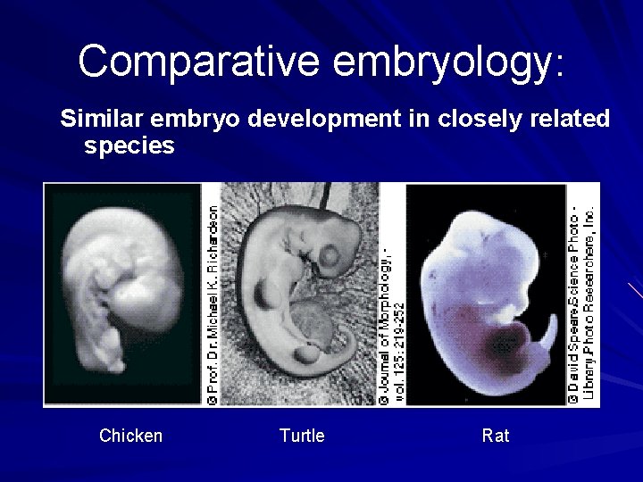 Comparative embryology: Similar embryo development in closely related species Chicken Turtle Rat 