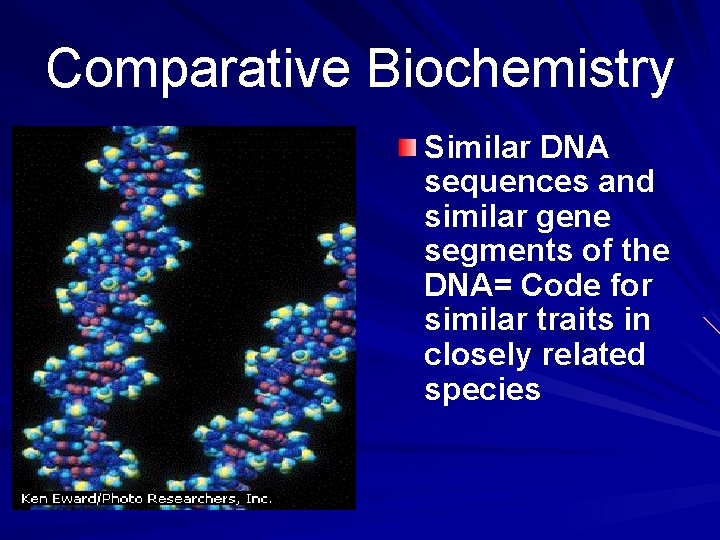 Comparative Biochemistry Similar DNA sequences and similar gene segments of the DNA= Code for
