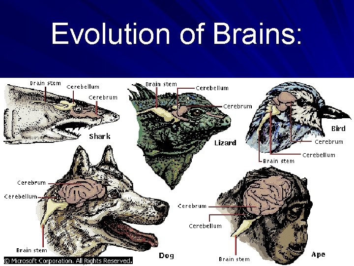 Evolution of Brains: 