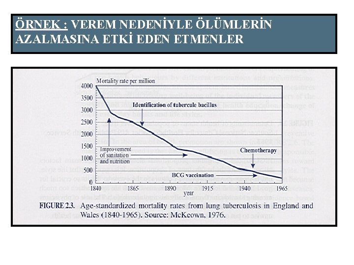 ÖRNEK : VEREM NEDENİYLE ÖLÜMLERİN AZALMASINA ETKİ EDEN ETMENLER 