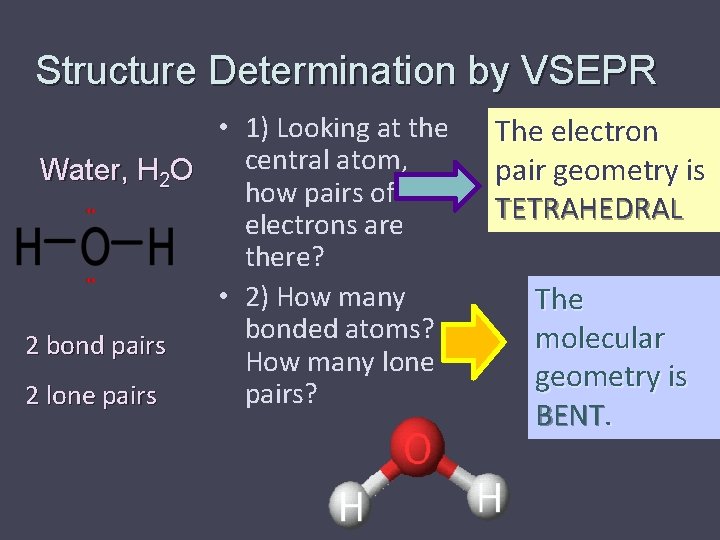 Structure Determination by VSEPR • 1) Looking at the central atom, Water, H 2
