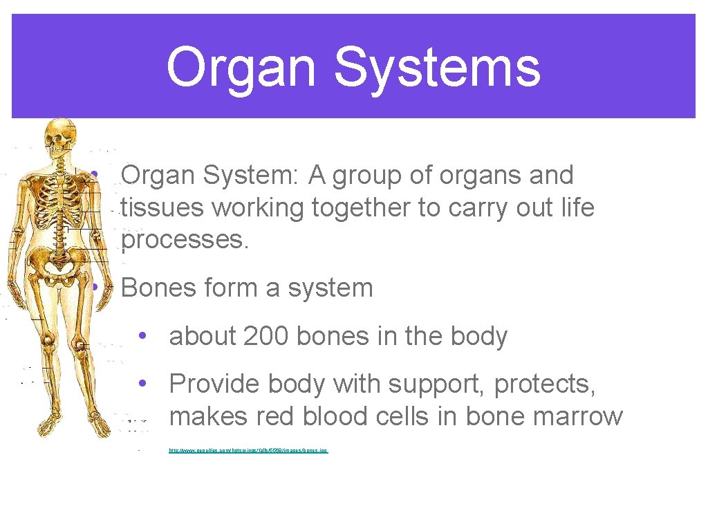 Organ Systems • Organ System: A group of organs and tissues working together to