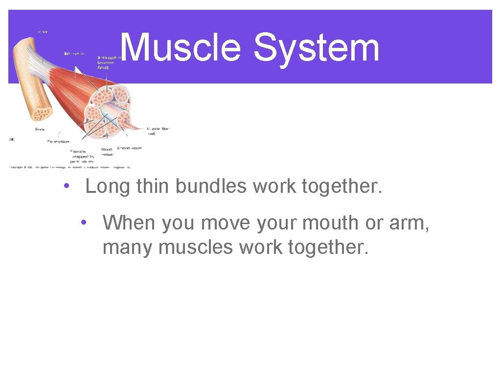 Muscle System • Long thin bundles work together. • When you move your mouth