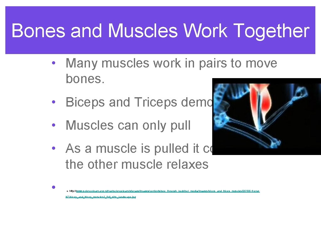 Bones and Muscles Work Together • Many muscles work in pairs to move bones.