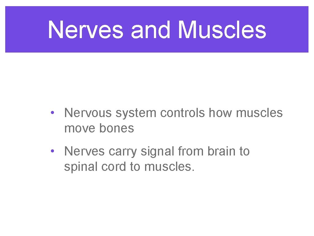Nerves and Muscles • Nervous system controls how muscles move bones • Nerves carry