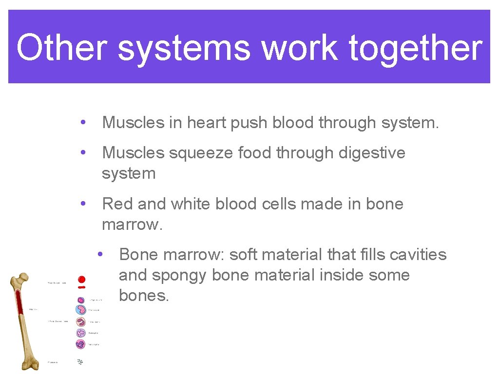 Other systems work together • Muscles in heart push blood through system. • Muscles