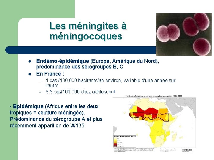 Les méningites à méningocoques l l Endémo-épidémique (Europe, Amérique du Nord), prédominance des sérogroupes