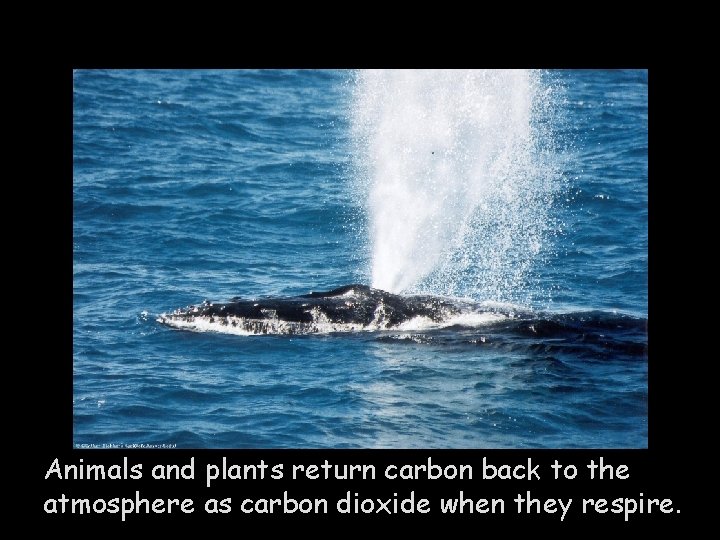 Animals and plants return carbon back to the atmosphere as carbon dioxide when they