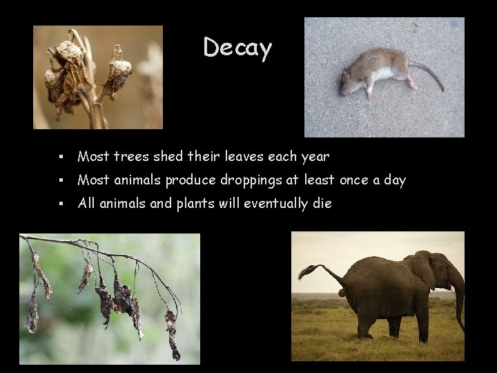 Decay ▪ Most trees shed their leaves each year ▪ Most animals produce droppings