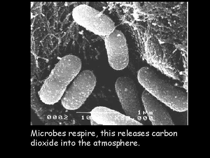 Microbes respire, this releases carbon dioxide into the atmosphere. 
