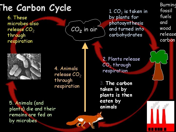 The Carbon Cycle 6. These microbes also release CO 2 through respiration CO 2