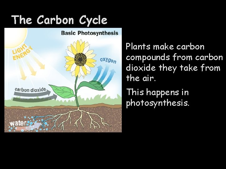 The Carbon Cycle Plants make carbon compounds from carbon dioxide they take from the