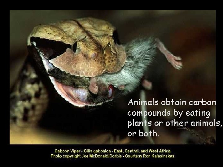 Animals obtain carbon compounds by eating plants or other animals, or both. 