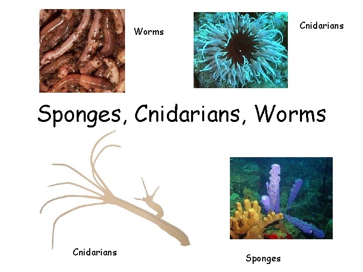 Cnidarians Worms Sponges, Cnidarians, Worms Cnidarians Sponges 