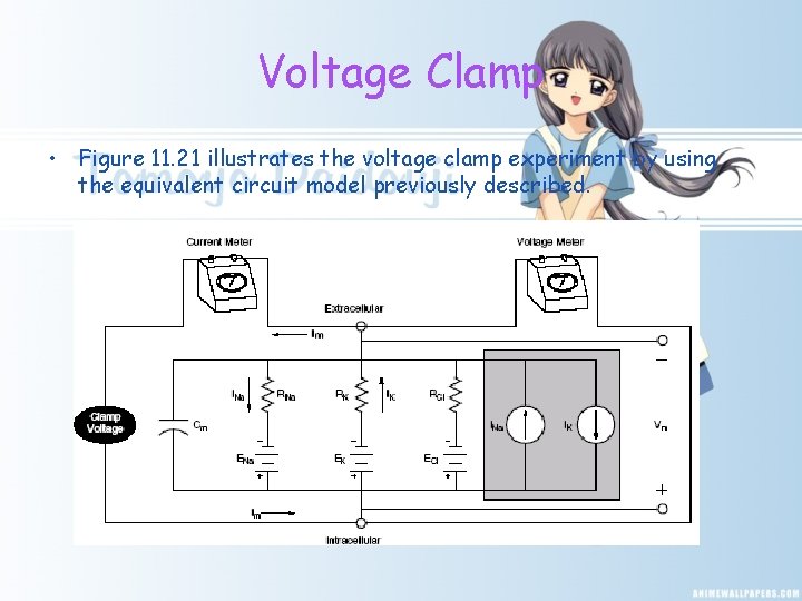 Voltage Clamp • Figure 11. 21 illustrates the voltage clamp experiment by using the