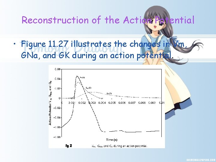 Reconstruction of the Action Potential • Figure 11. 27 illustrates the changes in Vm,