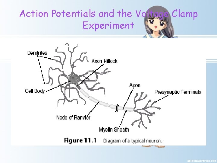 Action Potentials and the Voltage Clamp Experiment 