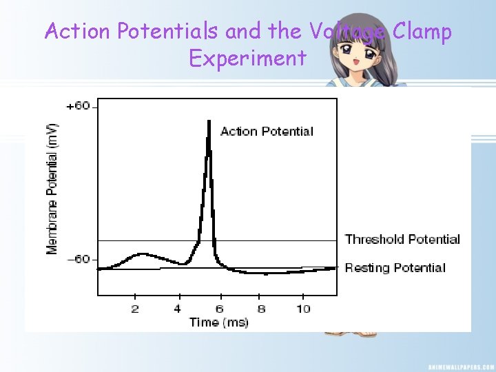 Action Potentials and the Voltage Clamp Experiment 